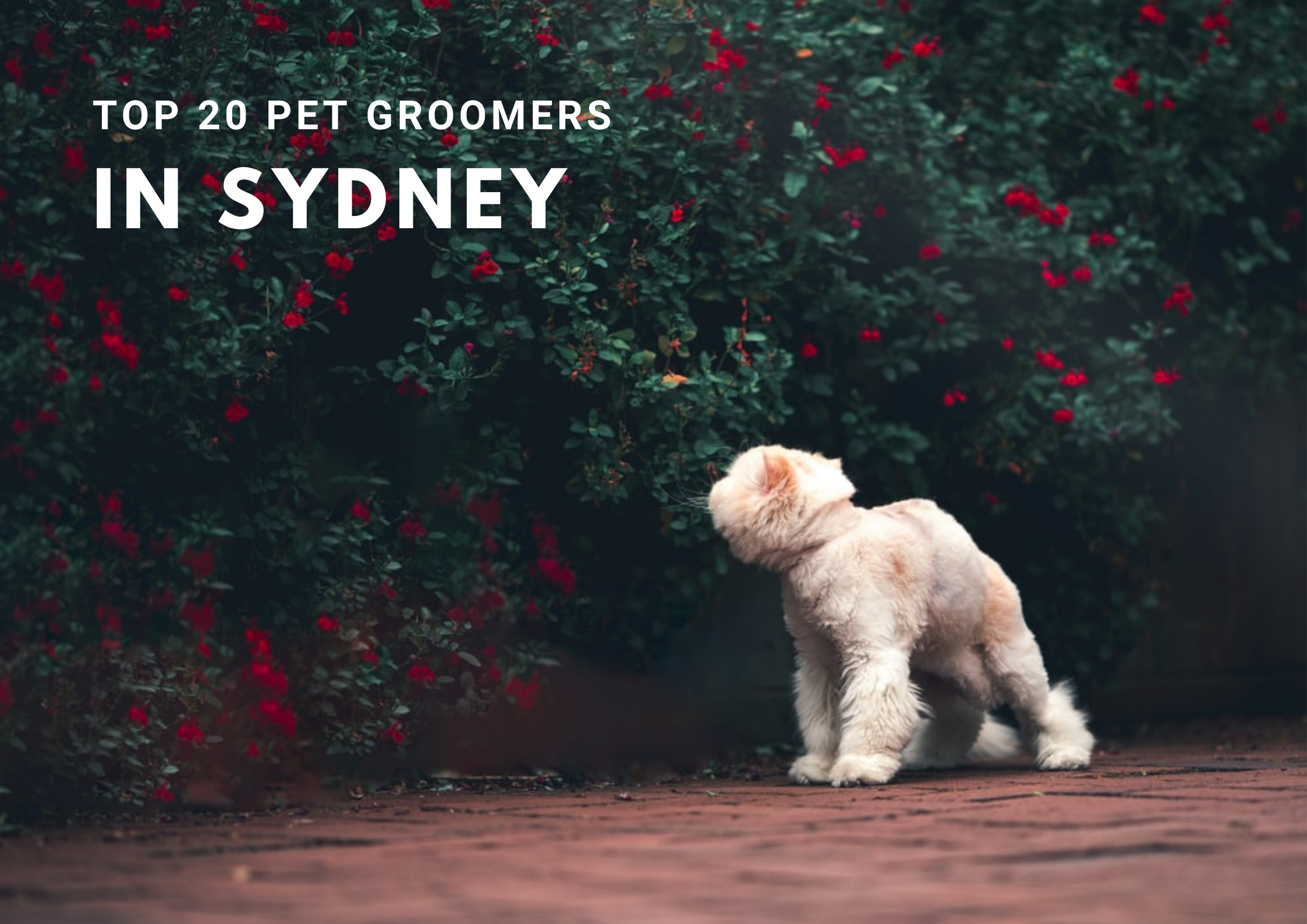 Top 20 Sydney PetgroomerS